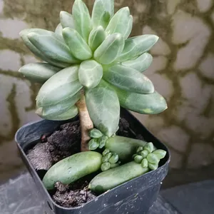 Little Jewel Succulent