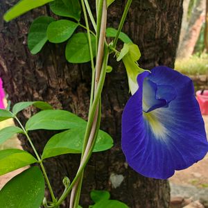 Blue Tea Seeds