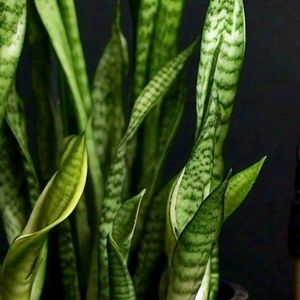 Snake Plant 🌵 Air Purifier