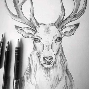 Deer Pencil Sketch