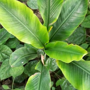 Dwarf Banana Plant