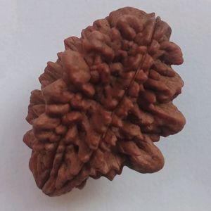 Rudraksh 3 Mukhi