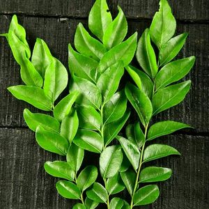 Curry Leaves Seeds