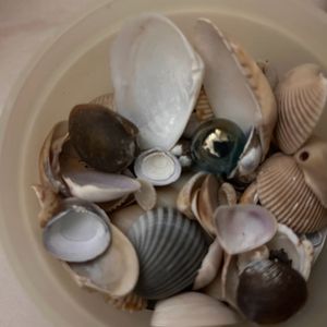 Priceless Sea Shells