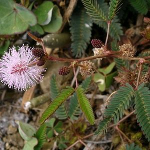 Touch Me Not Plant Shapling