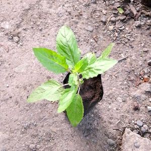 Tulsi Plant