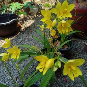 *O*  Yellow Ground Orchid🌿🌿