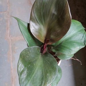 Philodendron Apple Live Plant