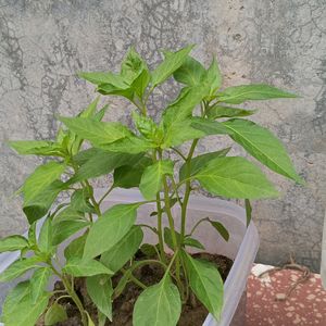 Green &🌶red Chili Plants It's Original