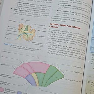 Human Neuroanatomy IB SINGH