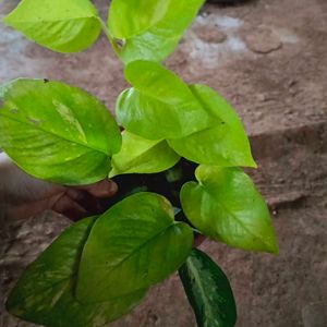 Neon Blushy Money Plant With Pot