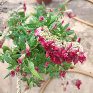 Pink Velvet Flower Seeds