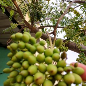 Sweet neem or curry leaf seeds