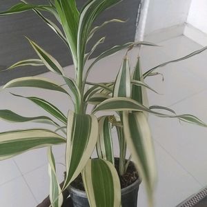 Variegated Bamboo Live Plant