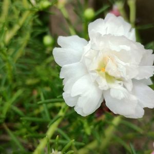 Portulaca Plant