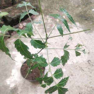 Neem Plant With Pot