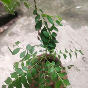 Combo 2 Plant Curry Leaves With Healthy Root