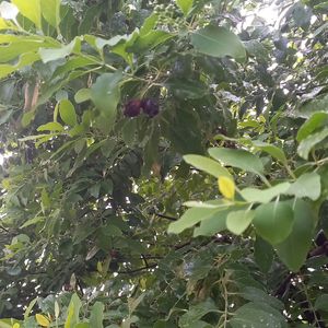 Sandalwood Tree Seeds 5