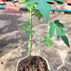 Live Papaya Plant