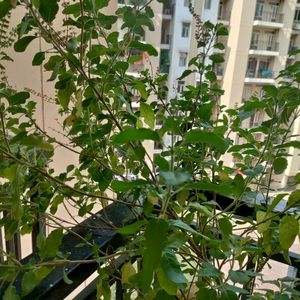 A Box Full Of Tulsi Seeds