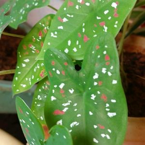 Caladium Plant For Each