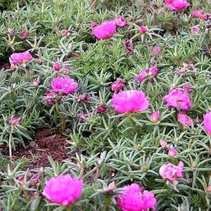 Portulaca grandiflora plant & Pot