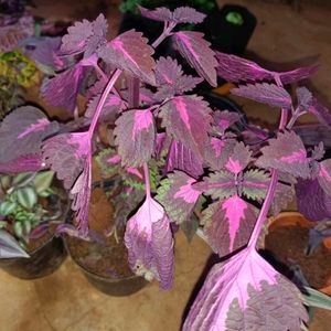 6 Purple Mix Varieties Of Plants Well Rooted