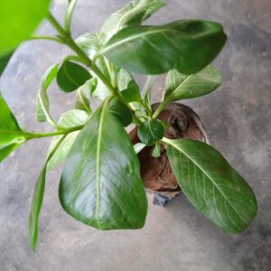 Caladium, Sadabhar Plants