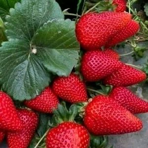 Combo Of 2 Hybrid Strawberry Plant