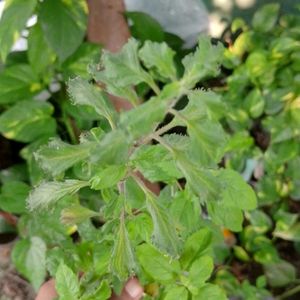 Tulsi Plant