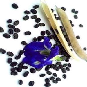 Blue🔷 Aparajita Flower Seeds