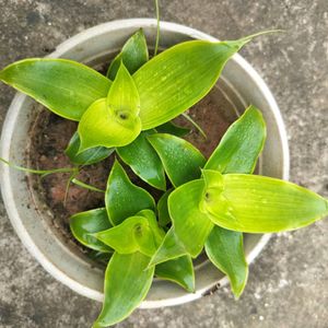 Basket Plant