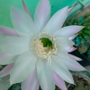 Beautiful Cactus Live Plant