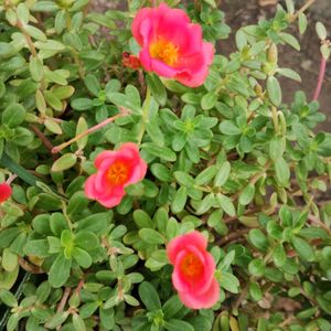 Portulaca Plant