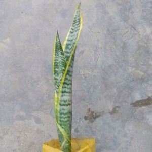 Combo Of Snake Plant And Aloevera
