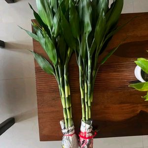 Big Lucky Plants (Bamboo Plant)