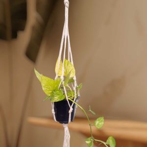 3 Live Plants Pots Hanger