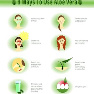 Aloe Vera Leaf 100& Natural Plant