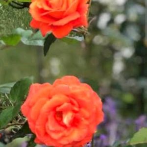 Rose Plant1 Offer Price