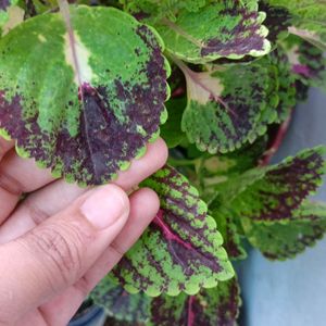 4 Colour Coleus