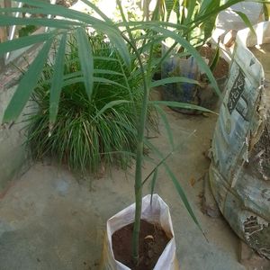 (Chamaedorea Seifrizii) Bamboo Palm Plant