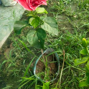 Taiwan Hibiscus Flower Plant With Root