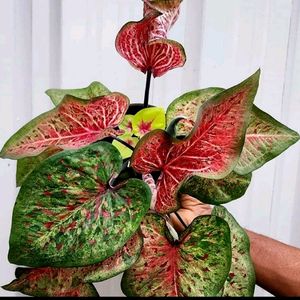 Combo Of Three Thai Caladium