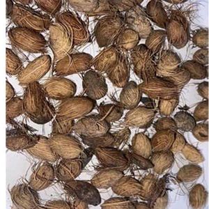 40 Areca Palm Seed To Grow