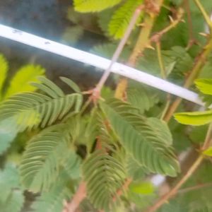 Natural Mimosa pudica ,छूईमुई पौदा Touch Me Not