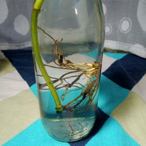 Three Mature Neon Pothos Plants