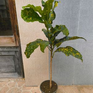 Gold Dust Croton With 10 Inch Plastic Pot