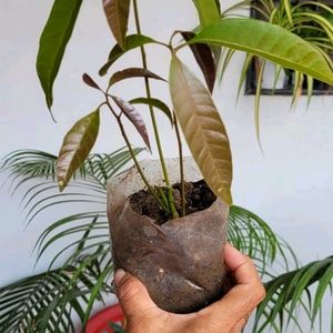Big 🥭 Mango Plant 🌵
