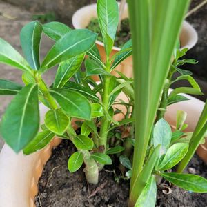 Adenium Sapling