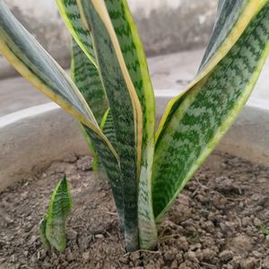 Snake Plant